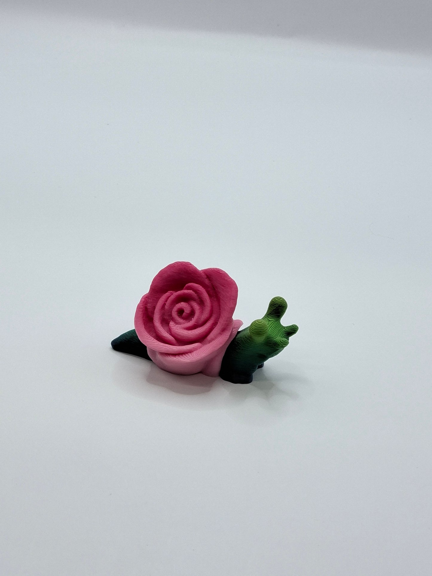 Rose Snail