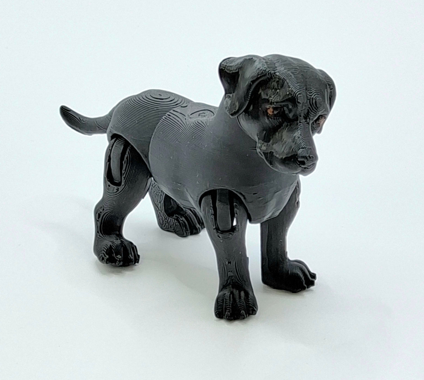 Black Lab