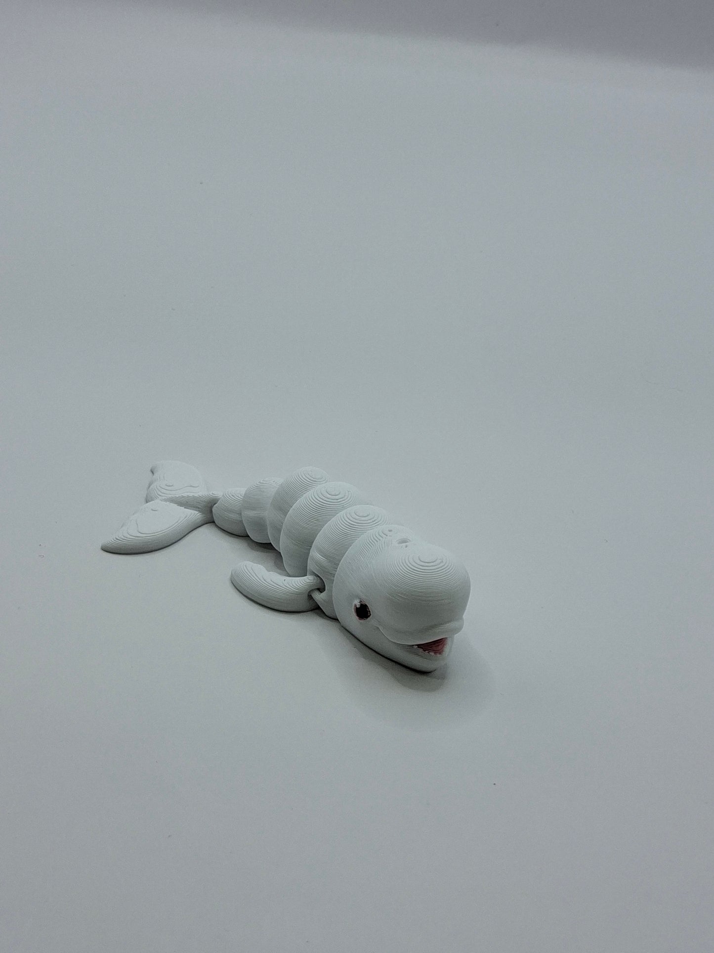 Beluga Whale