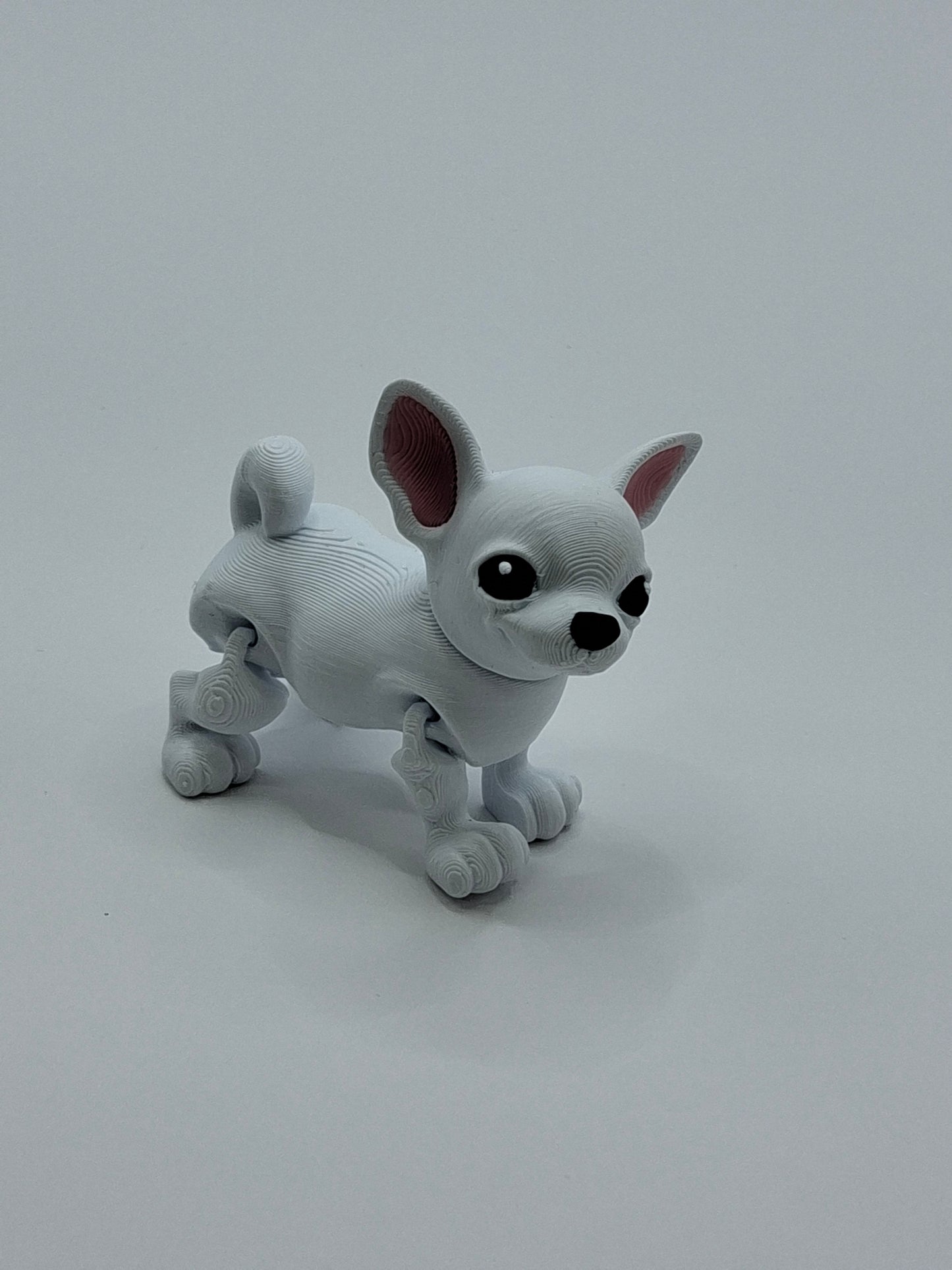 Chihuahua White