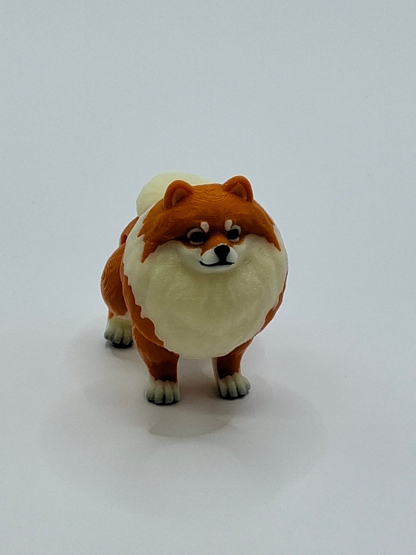 Pomeranian Orange