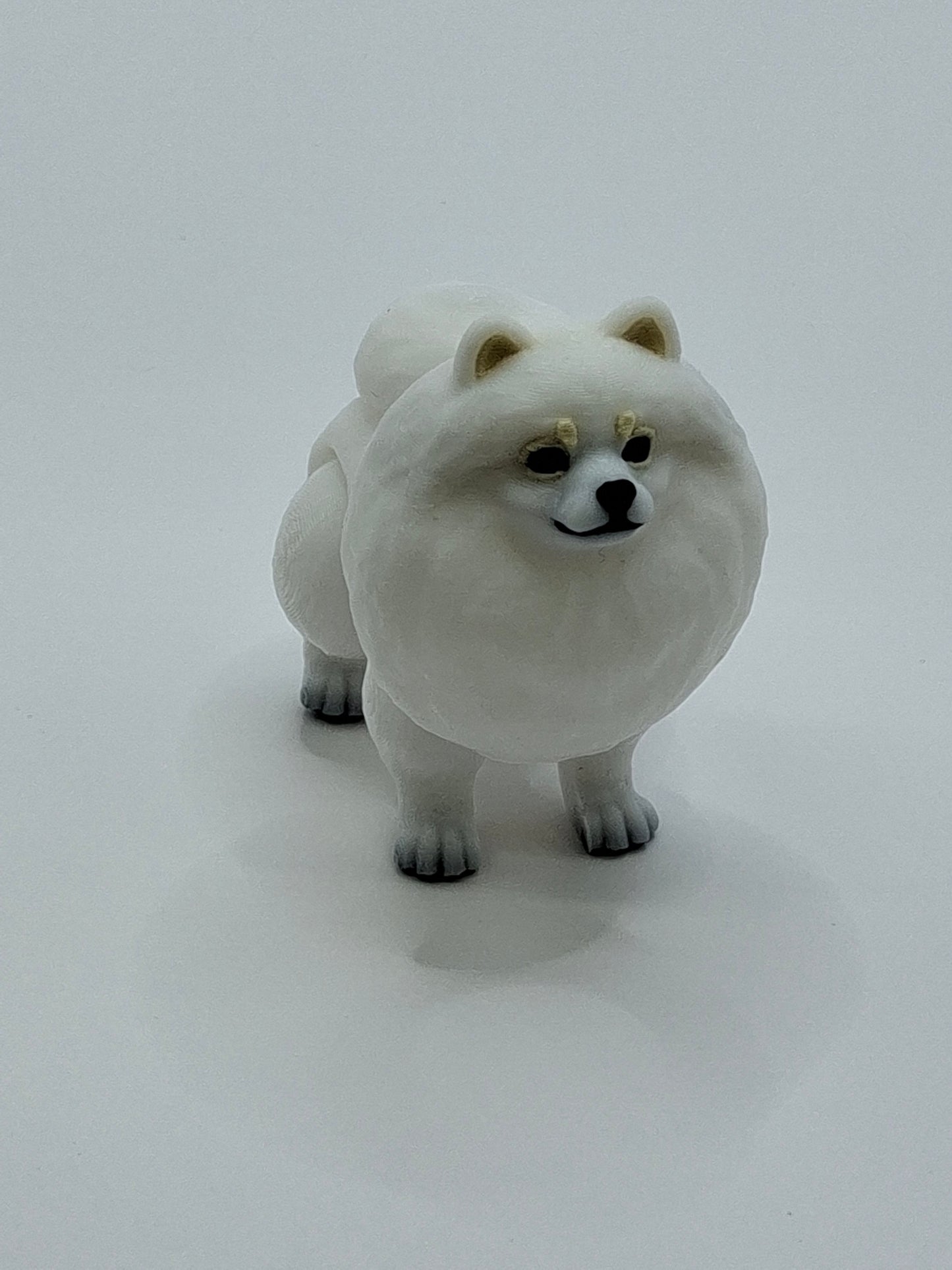 Pomeranian White