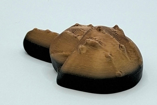 Horseshoe Crab