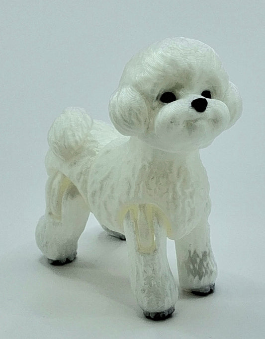 Bichon Frise
