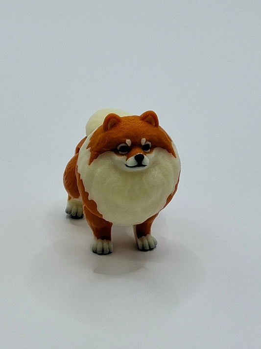 Pomeranian Orange