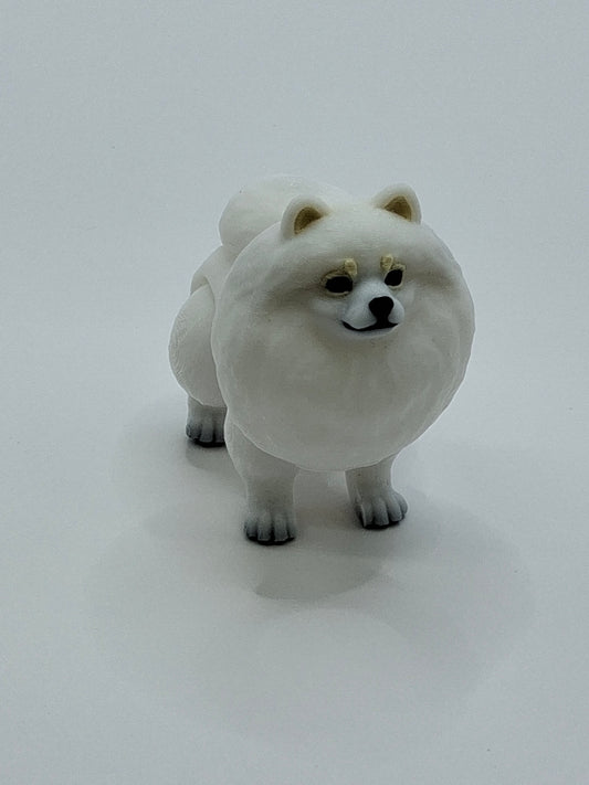 Pomeranian White